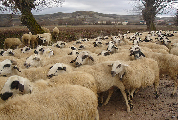 site-sheep1.jpg